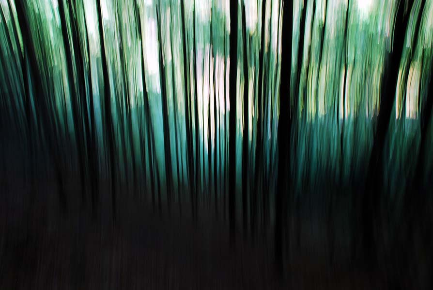 Bergwald, Uri, Schweiz 2009.